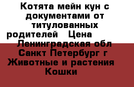 Котята мейн кун с документами от титулованных родителей › Цена ­ 20 000 - Ленинградская обл., Санкт-Петербург г. Животные и растения » Кошки   